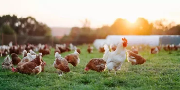 Bilim adamları tavuk gıdaklamasını tercüme etti - Tavuk gidiklanmasi tercuman edildi