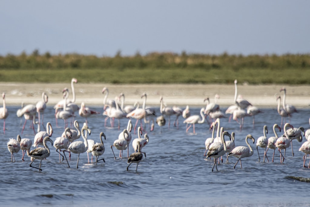 Van Gölü Havzasında yaşanan kuraklık, flamingoların yaşam alanlarını da etkiledi - Van Golu Havzasinda yasanan kuraklik flamingolarin yasam alanlarini etkiledi 2
