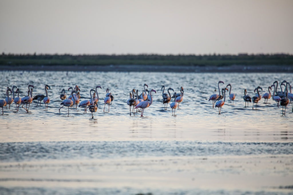 Van Gölü Havzasında yaşanan kuraklık, flamingoların yaşam alanlarını da etkiledi - Van Golu Havzasinda yasanan kuraklik flamingolarin yasam alanlarini etkiledi 3