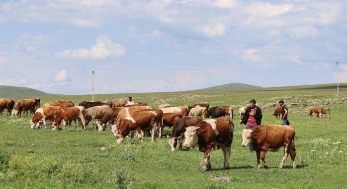 Ardahan’daki süt üreticileri: Onca masrafa rağmen zarar ediyoruz! - buyukbas sut