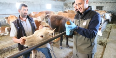 Kars'ta kayıtsız hayvanlara küpe takılıp şap aşısı yapılıyor