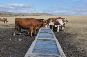 Kars kırsalındaki 5 bin 800 dekarlık atıl mera ıslah edilerek hayvancılığa kazandırıldı