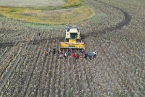Depremzede mevsimlik tarım işçileri Ağrı'da ayçiçeği hasadında