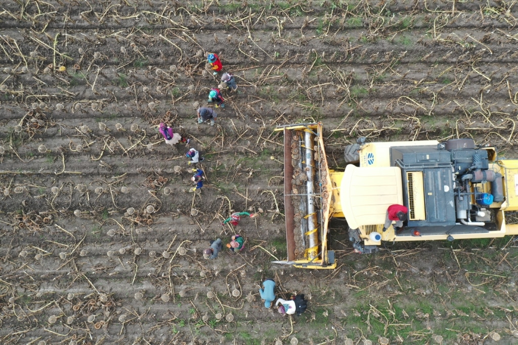 Depremzede mevsimlik tarım işçileri Ağrı'da ayçiçeği hasadı yaptı - AA 20231013 32389756 32389745 DEPREMZEDE MEVSIMLIK TARIM ISCILERI AGRIDA AYCICEGI HASADINDA