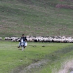 Erzurum’daki göçerlerin 90 günlük dönüş yolculuğu sürüyor