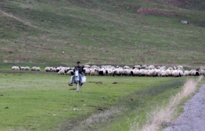 Göçerlerin Erzurum'dan Mardin'e 90 günlük dönüş yolculuğu sürüyor