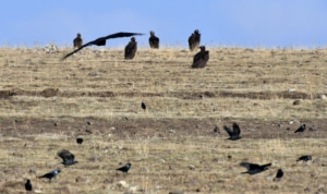 Kars'ta nesli tükenme tehlikesi altında olan kara akbabalar görüntülendi