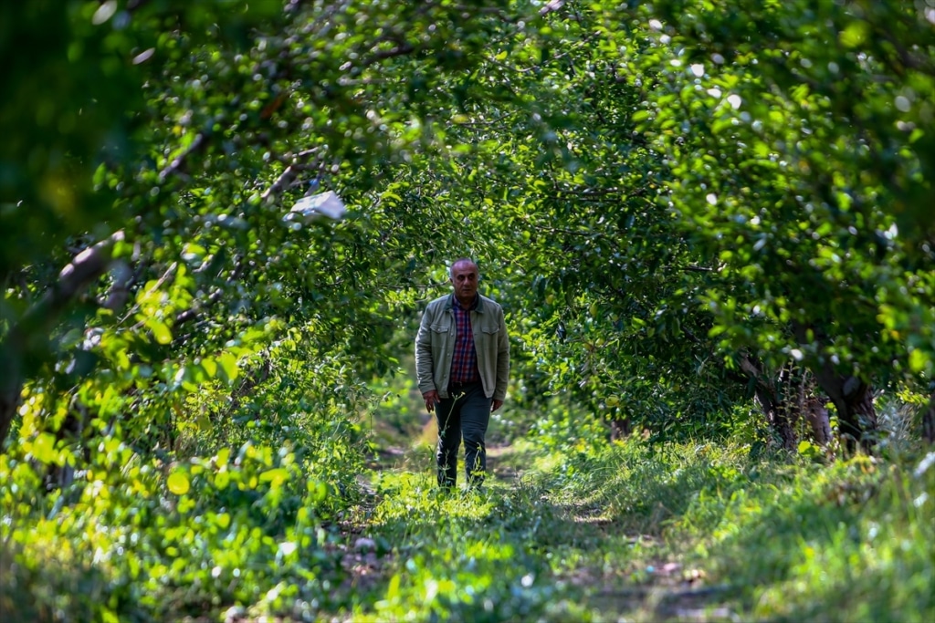 Van’daki profesörün bahçesindeki elmalar başka şehirlerden ilgi görüyor - fikret yasar