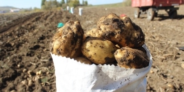 Kars'ta çiftçiler patatesleri imece usulüyle söküyor