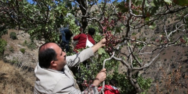 Bitlis'te aşılı menengiç ağaçlarından 15 ton fıstık hasadı yapıldı