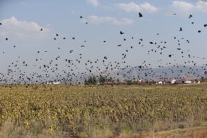 Muş Ovası, sulak alanlarıyla göç yolculuğundaki kuşları ağırlıyor