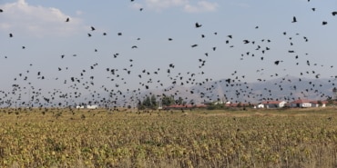 Muş Ovası, sulak alanlarıyla göç yolculuğundaki kuşları ağırlıyor