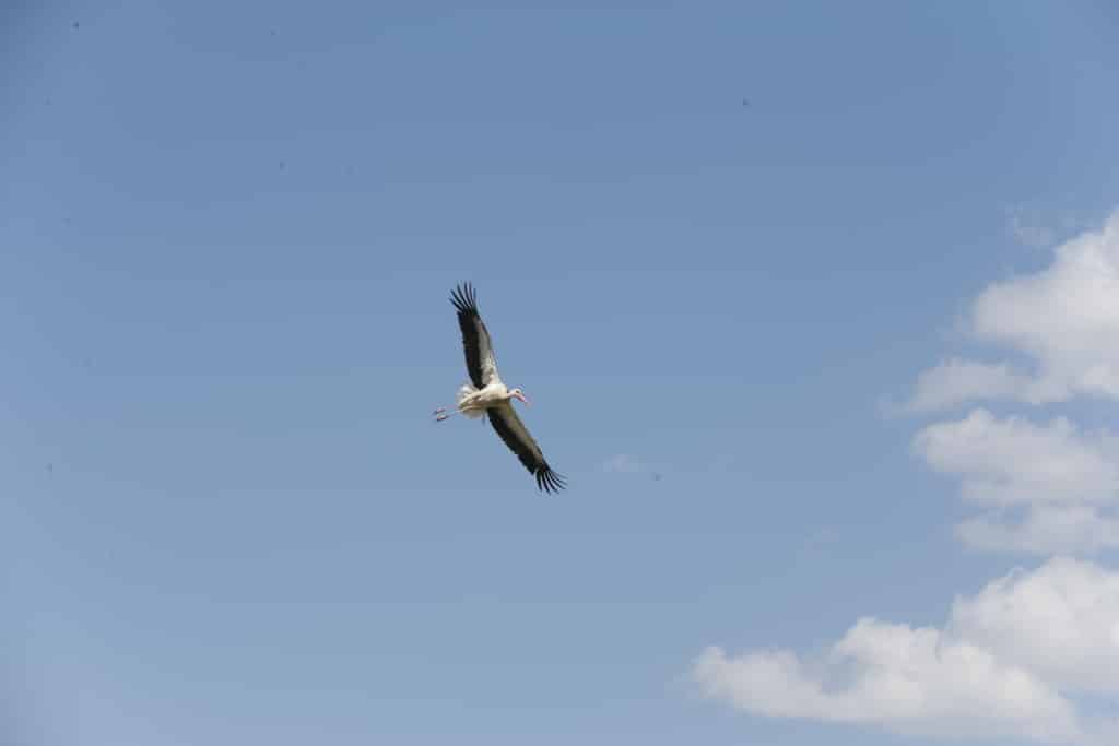 Muş Ovası göç yolculuğundaki kuşları ağırlıyor - AA 20231115 32893323 32893320 MUS OVASI SULAK ALANLARIYLA GOC YOLCULUGUNDAKI KUSLARI AGIRLIYOR