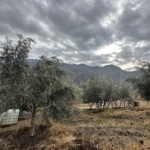 Erzurum’da ‘yetişmez’ denilen zeytin geçim kaynakları oldu