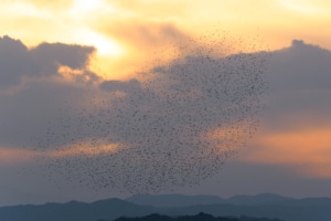 Erhacı Sulak Alanı göç döneminde 46 kuş türünün mola noktası oldu