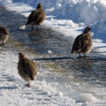 Erzurum’da çil keklikler karlar üzerinde yiyecek aradı