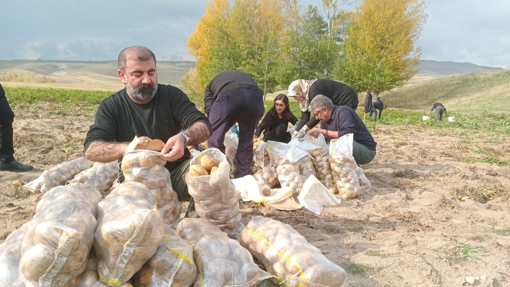 Van Tarım Kooperatifi’nin patates hasadına başlandı - v 04 10 2023 vat is koop uretime devam ediyor18