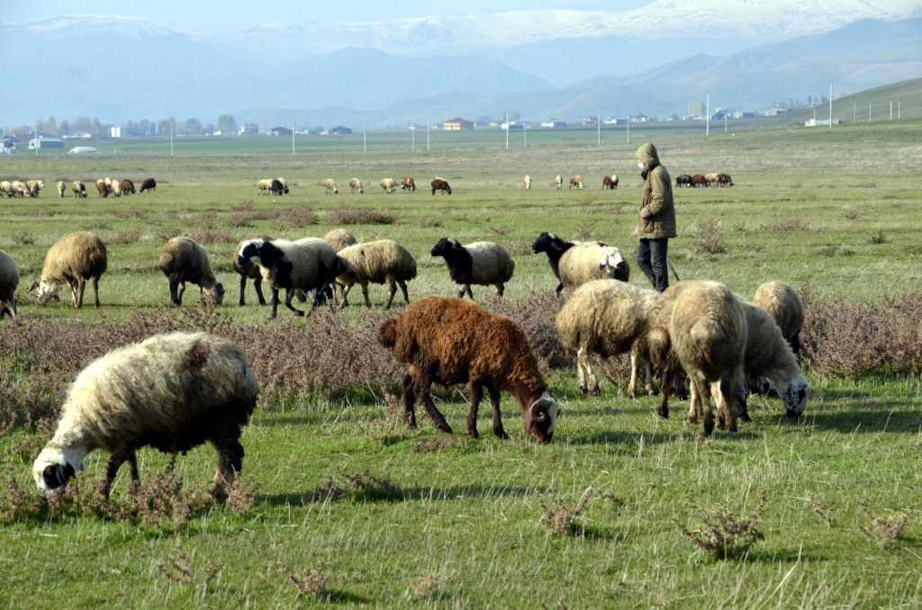 Muş’ta hava değişimi besicileri sevindirdi - AA 20231202 33084664 33084657 MUSTA ISINAN HAVA HAYVANLARINI MERADA OTLATAN BESICILERI SEVINDIRIYOR 1