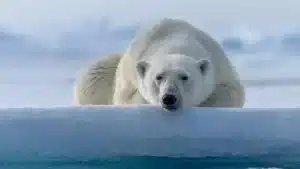 Bir ilk- Kutup ayısı 'kuş gribi' nedeniyle öldü