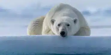 Bir ilk- Kutup ayısı 'kuş gribi' nedeniyle öldü