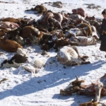 Soğuk  hava etkili oldu: 4 milyondan fazla hayvan öldü!