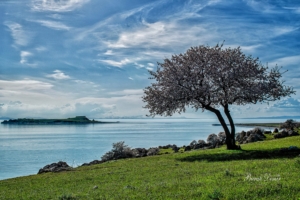 Van’ın yeni turistik gözdesi Çarpanak Adası - Carpanak adasi3